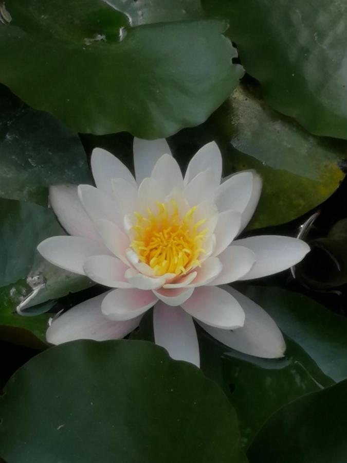 Pensiunea Damiris 바일레펠릭스 외부 사진
