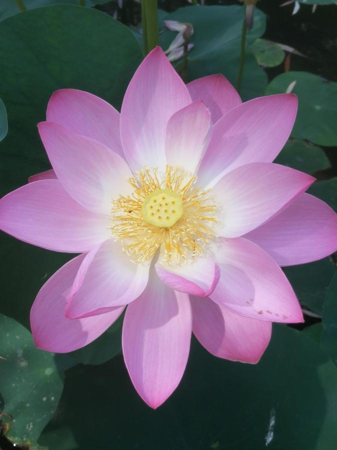 Pensiunea Damiris 바일레펠릭스 외부 사진